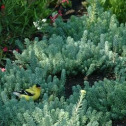 Blue Spruce Sedum -High Country Gardens Shop blue spruce sedum 3 1