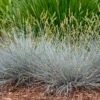 Blue Whiskers Fescue Grass -High Country Gardens Shop blue whiskers fescue grass 1