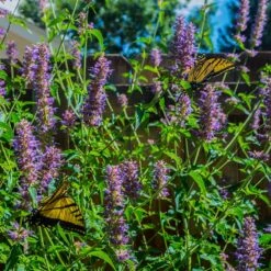 Blue Boa Agastache -High Country Gardens Shop blue boa agastache sq1