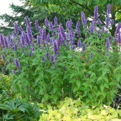 Blue Boa Agastache -High Country Gardens Shop blue boa agastache sq2