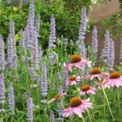 Blue Fortune Agastache -High Country Gardens Shop blue fortune sq