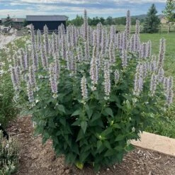 Blue Fortune Agastache -High Country Gardens Shop blue fortune sq1
