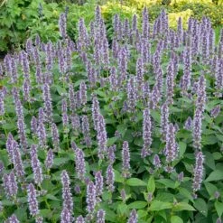 Blue Fortune Agastache -High Country Gardens Shop blue fortune sq2