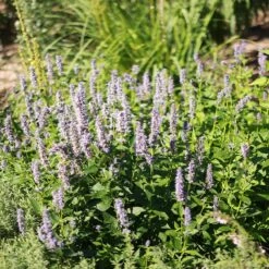 Blue Fortune Agastache -High Country Gardens Shop blue fortune sq 1