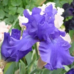Blueberry Bliss Bearded Iris -High Country Gardens Shop blueberry bliss bearded 2
