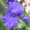 Blueberry Bliss Bearded Iris -High Country Gardens Shop blueberry bliss bearded hero