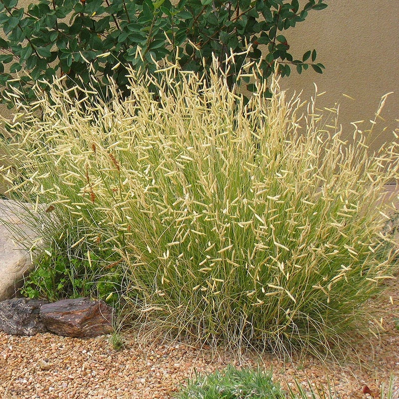 High Country Gardens Signature Collection 2 High Country Gardens Signature Collection - Image 2