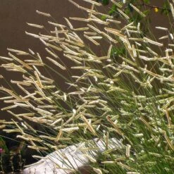 Blonde Ambition Blue Grama Grass -High Country Gardens Shop bouteloua gracilis blonde ambition 1