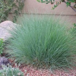 Blonde Ambition Blue Grama Grass -High Country Gardens Shop bouteloua gracilis blonde ambition 2
