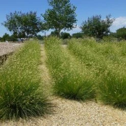 Blonde Ambition Blue Grama Grass -High Country Gardens Shop bouteloua gracilis blonde ambition 3