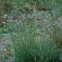Hachita Blue Grama Grass Plugs 7 Hachita Blue Grama Grass Plugs -High Country Gardens Shop bouteloua gracilis hachita3 1