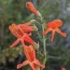 Bridges' Penstemon 4 Bridges' Penstemon -High Country Gardens Shop bridges beardtongue 1