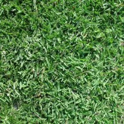 Legacy® Buffalo Grass Plugs -High Country Gardens Shop buchloe dactyloides legacy sq