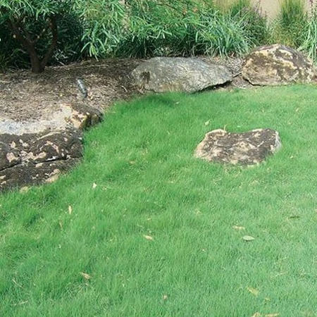 UC Verde® Buffalo Grass Plugs 3 UC Verde® Buffalo Grass Plugs - Image 3