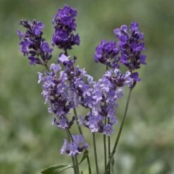 Buena Vista English Lavender -High Country Gardens Shop buena vista english lavender cutflowers