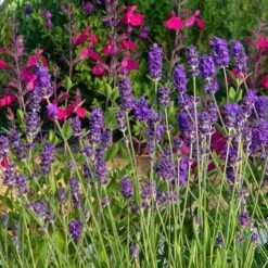 Buena Vista English Lavender -High Country Gardens Shop buena vista english lavender wwg