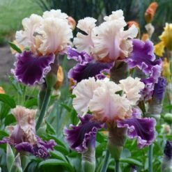 Desert Sky Bearded Iris Collection 11 Desert Sky Bearded Iris Collection -High Country Gardens Shop but darling sq