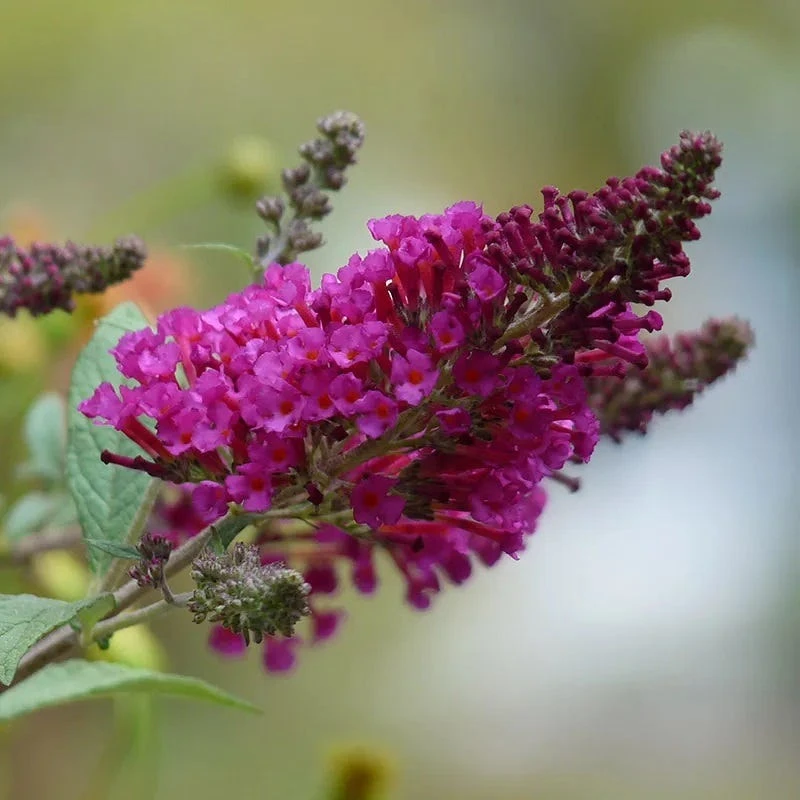 Buzz® Hot Raspberry Butterfly Bush (Buddleia) 2 Buzz® Hot Raspberry Butterfly Bush (Buddleia) - Image 2
