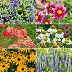 Butterfly Paradise Pre-Planned Cottage Garden -High Country Gardens Shop butterfly collage