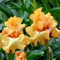 Desert Sky Bearded Iris Collection 10 Desert Sky Bearded Iris Collection -High Country Gardens Shop butterlicious sq