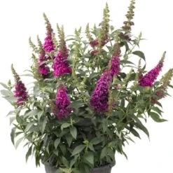 Buzz® Hot Raspberry Butterfly Bush (Buddleia) 5 Buzz® Hot Raspberry Butterfly Bush (Buddleia) -High Country Gardens Shop buzz hot raspberry butterfly bush buddleia container 1