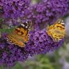 Buzz® Midnight Butterfly Bush (Buddleia) -High Country Gardens Shop buzz midnight butterfly bush buddleia purple