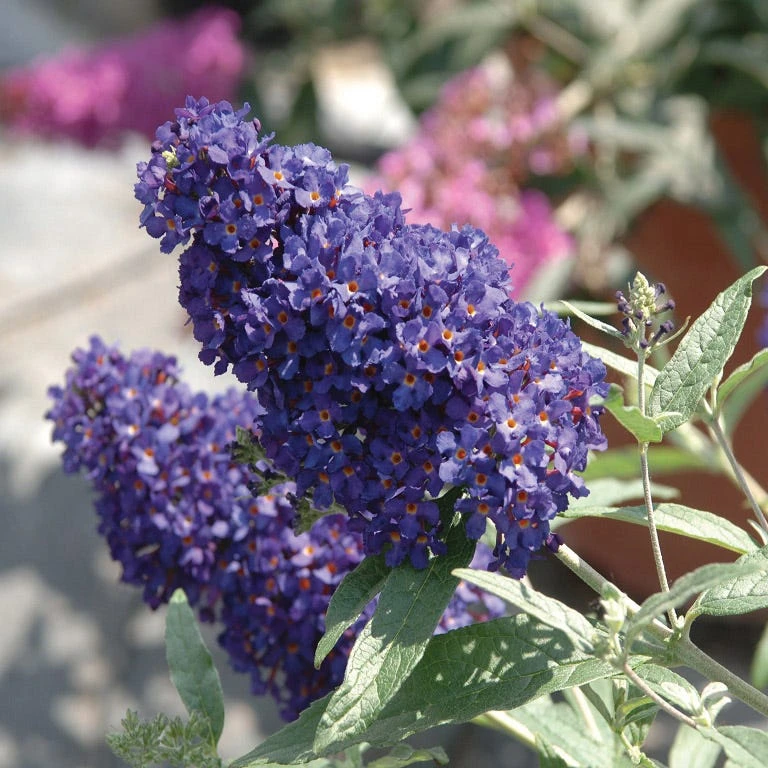 Buzz® Midnight Butterfly Bush (Buddleia) 2 Buzz® Midnight Butterfly Bush (Buddleia) - Image 2