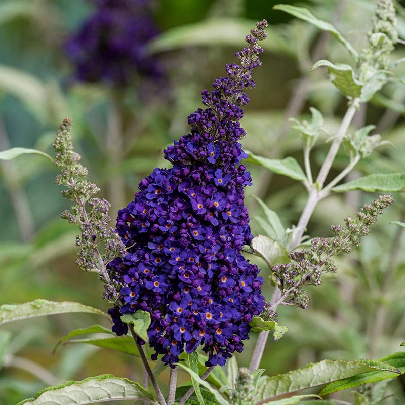 Buzz® Midnight Butterfly Bush (Buddleia) 3 Buzz® Midnight Butterfly Bush (Buddleia) - Image 3