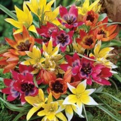 Wildflower Tulip Mix 6 Wildflower Tulip Mix -High Country Gardens Shop c0154 tulipa tarda mix