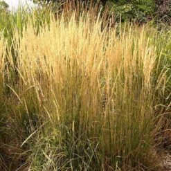 Summer Dreams Pre-Planned Garden -High Country Gardens Shop calamagrostis acutiflora karl foerster grass 3 2