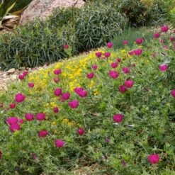 Purple Poppy Mallow (Callirhoe) -High Country Gardens Shop callirhoe involucrata pkant select cropped 1