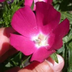 Purple Poppy Mallow (Callirhoe) -High Country Gardens Shop callirhoe involucrata 1
