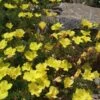 Sundrops (Calylophus) -High Country Gardens Shop calylophus drummondii 1