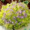 Dickson's Gold Bellflower (Campanula) -High Country Gardens Shop campanula dicksons gold 1