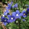 Cape Forget-Me-Not (Anchusa) -High Country Gardens Shop cape forget me not 1