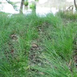 Appalachian Sedge -High Country Gardens Shop carex appalachica hoffman cropped 3 1