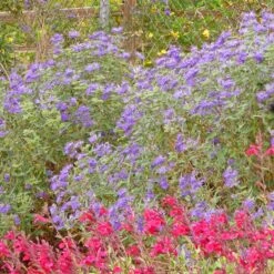Dark Knight Caryopteris -High Country Gardens Shop caryopteris dark knight bush