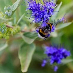 Dark Knight Caryopteris -High Country Gardens Shop caryopteris dark knight pollinator
