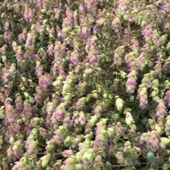 Cascading Hopflower Oregano -High Country Gardens Shop cascading hopflower customer photo 5