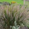 Caspian Feather Reed Grass -High Country Gardens Shop caspian feather reed grass