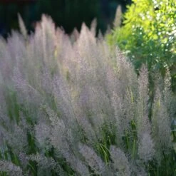 Caspian Feather Reed Grass -High Country Gardens Shop caspian feather reed grass 2