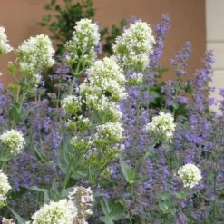 Summer Showstopper Pre-Planned Garden -High Country Gardens Shop centranthus ruber albus and nepeta 2