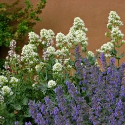 White Valerian (Centranthus) 7 White Valerian (Centranthus) -High Country Gardens Shop centranthus albus sq2