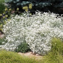 Quick Cover Collection -High Country Gardens Shop cerastium tomentosum sq