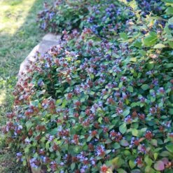 Quick Cover Collection -High Country Gardens Shop ceratostigma plumbaginoides sq 1