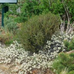 Pawnee Buttes® Sand Cherry (Prunus) 8 Pawnee Buttes® Sand Cherry (Prunus) -High Country Gardens Shop cercocarpus intricatus 1
