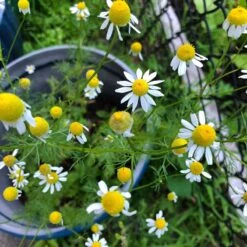 Alternative Lawn Wildflower Seed Mix -High Country Gardens Shop chamomile potted