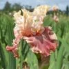 Champagne And Strawberries Bearded Iris -High Country Gardens Shop champagne and strawberries bearded iris flowers