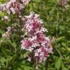 PINK ON REPEAT™ Littleleaf Lilac -High Country Gardens Shop cheyenne littleleaf lilac 1