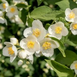 FireSmart Collection - Zone 3 -High Country Gardens Shop cheyenne mock orange